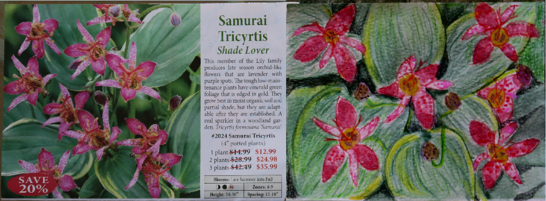 Samurai Tricyrtis<br>© Denia Phipps